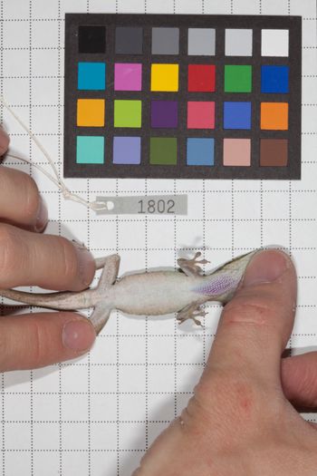 Media type: image;   Herpetology R-189905